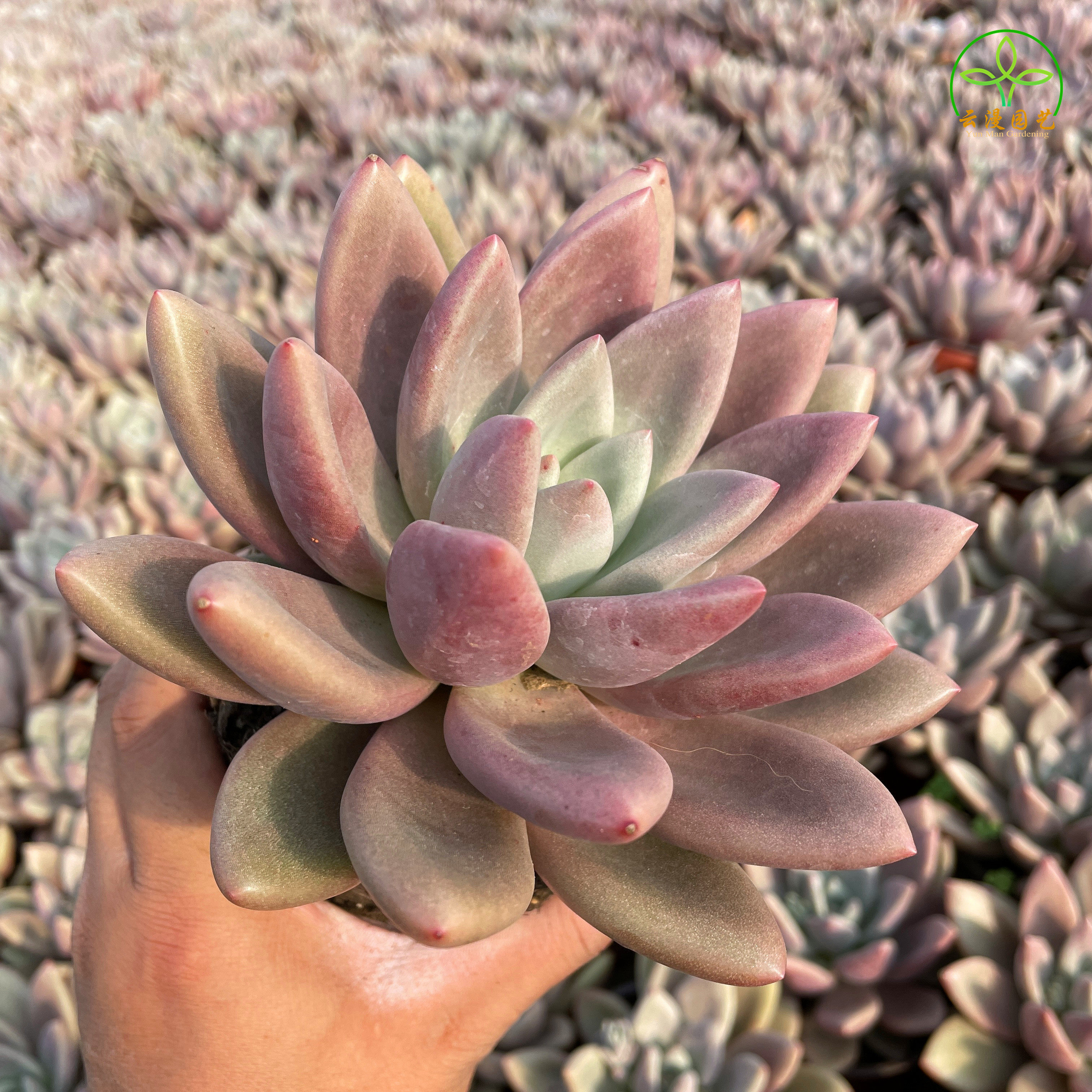 多肉植物桃花源胖叶红色稀有进口防辐射办公盆栽多肉植物