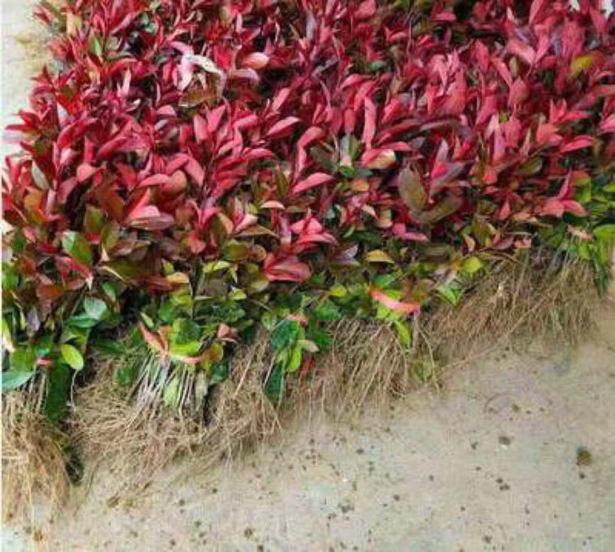 红叶石楠树苗 小毛球杯苗庭院绿化苗木树苗红罗宾红叶石楠篱笆苗
