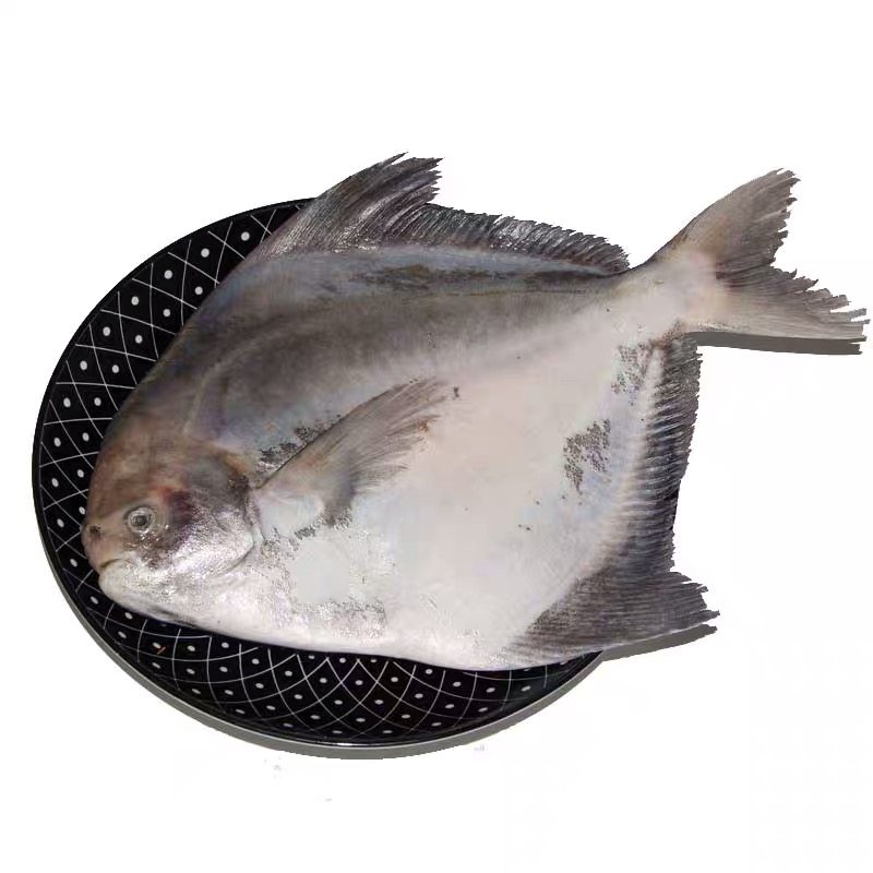 大白鲳鱼大斗鲳鹰野生鲜活平鱼大鲳昌鱼水产斑鱼