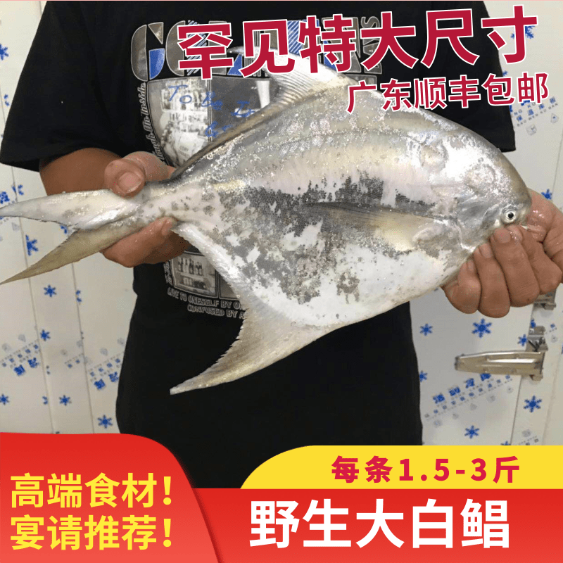 大白鲳鱼大斗鲳鹰野生鲜活平鱼大鲳昌鱼水产斑鱼