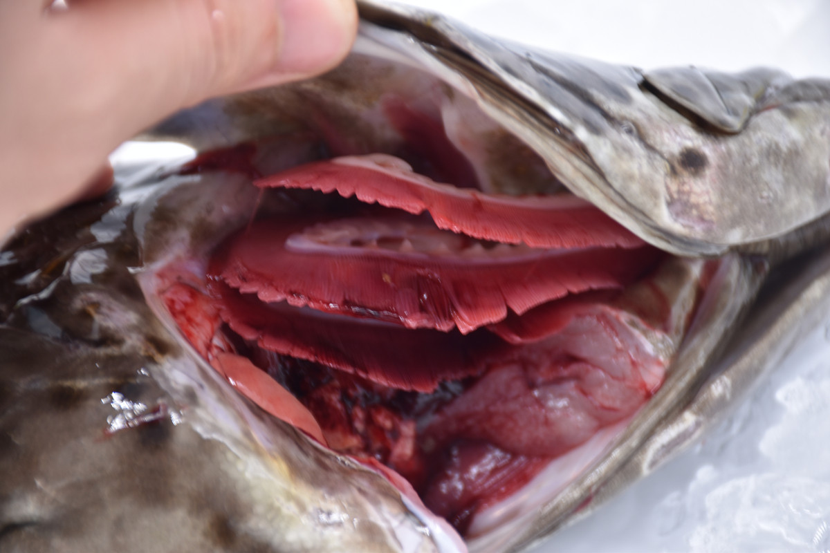 阳江斑龙老虎龙胆鱼龙龙趸特产石斑鱼大石野生斑鱼