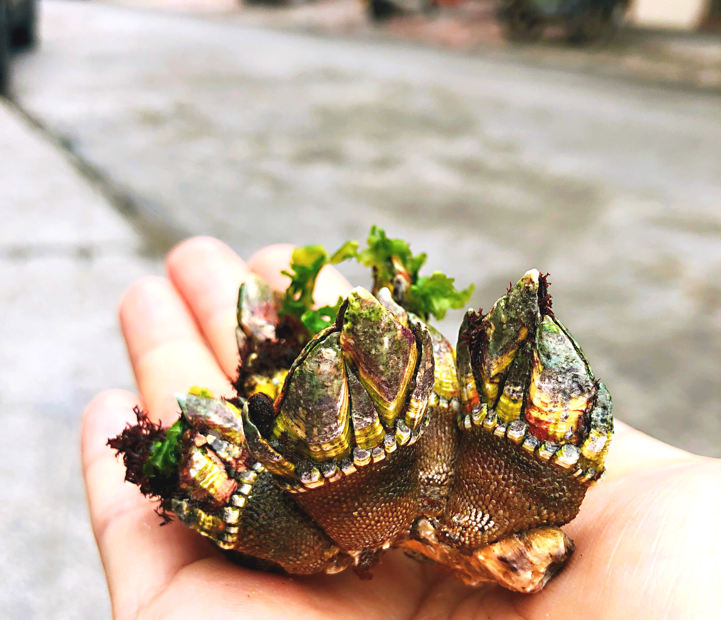 鲜活佛手鬼爪海鲜鸡爪螺狗爪螺海鸡脚螺藤壶龟足贝类制品