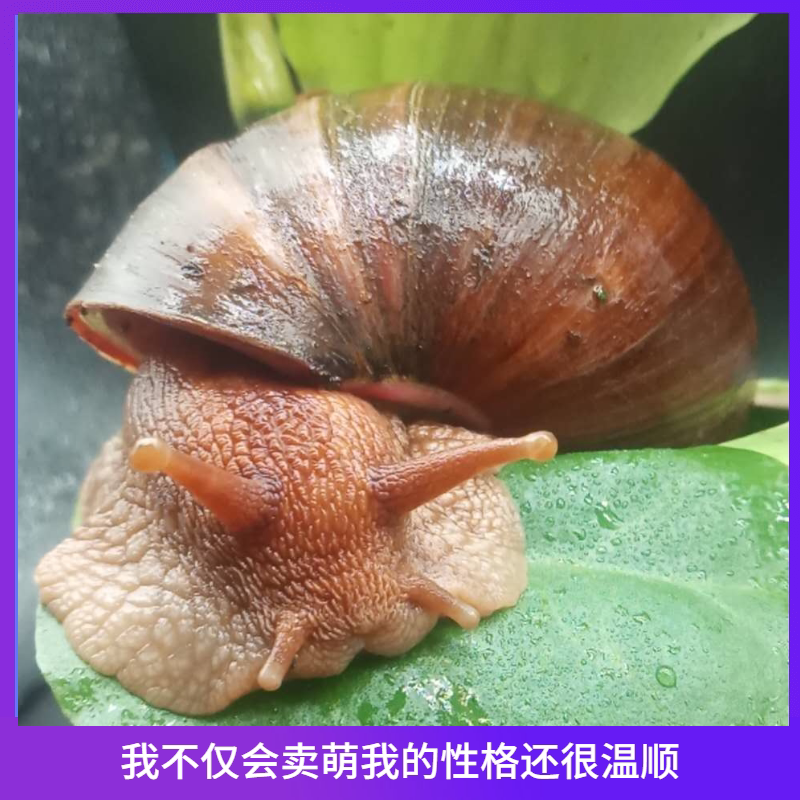 蜗牛家养懒人学生宠物活体非洲罕见巨型情侣特色爬宠