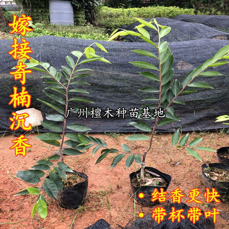 正宗奇楠沉香树苗名贵苗木越南种子奇楠实生苗嫁接庭院原土带叶发