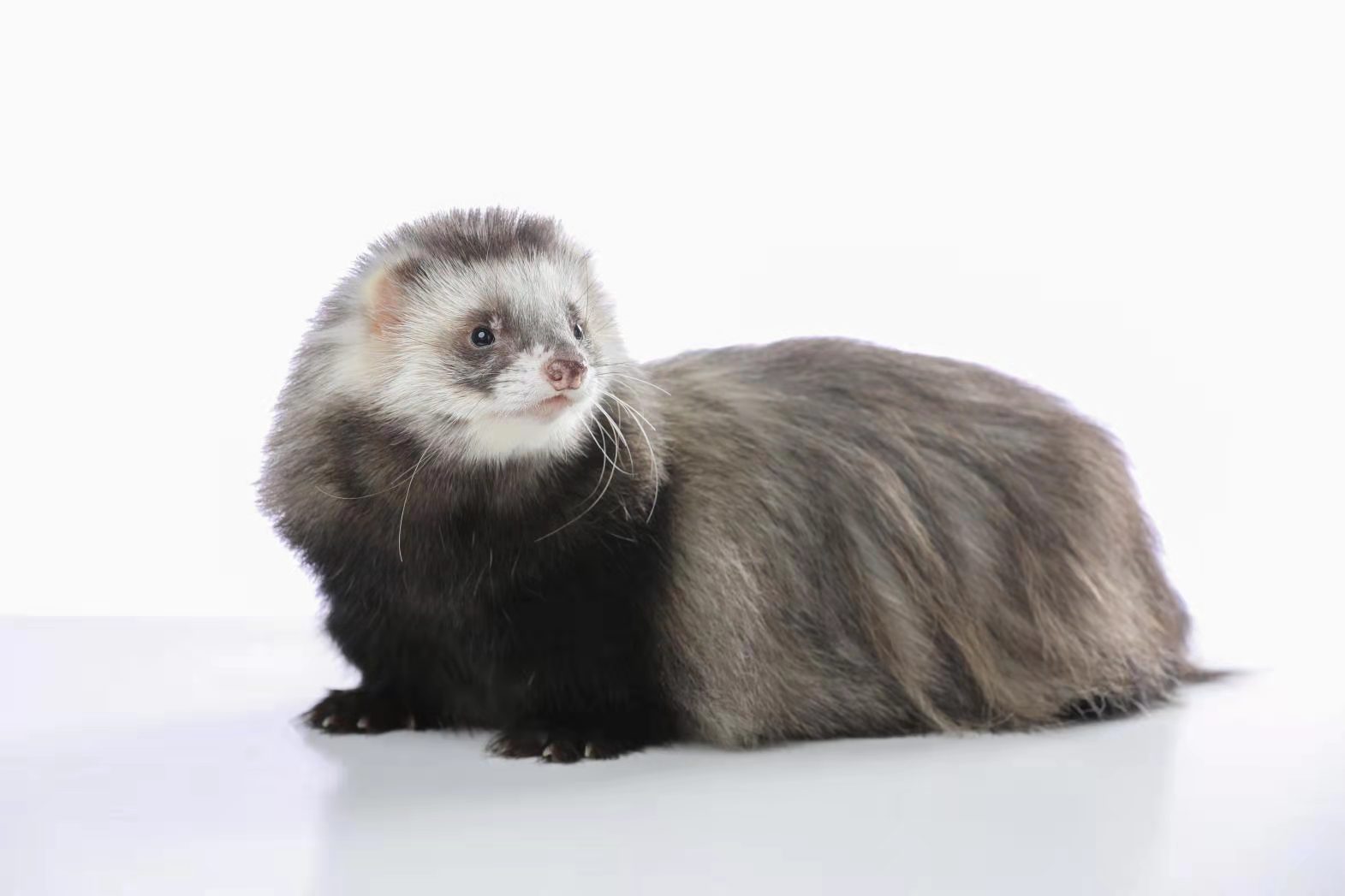 貂去安哥鲁宠物宠物貂