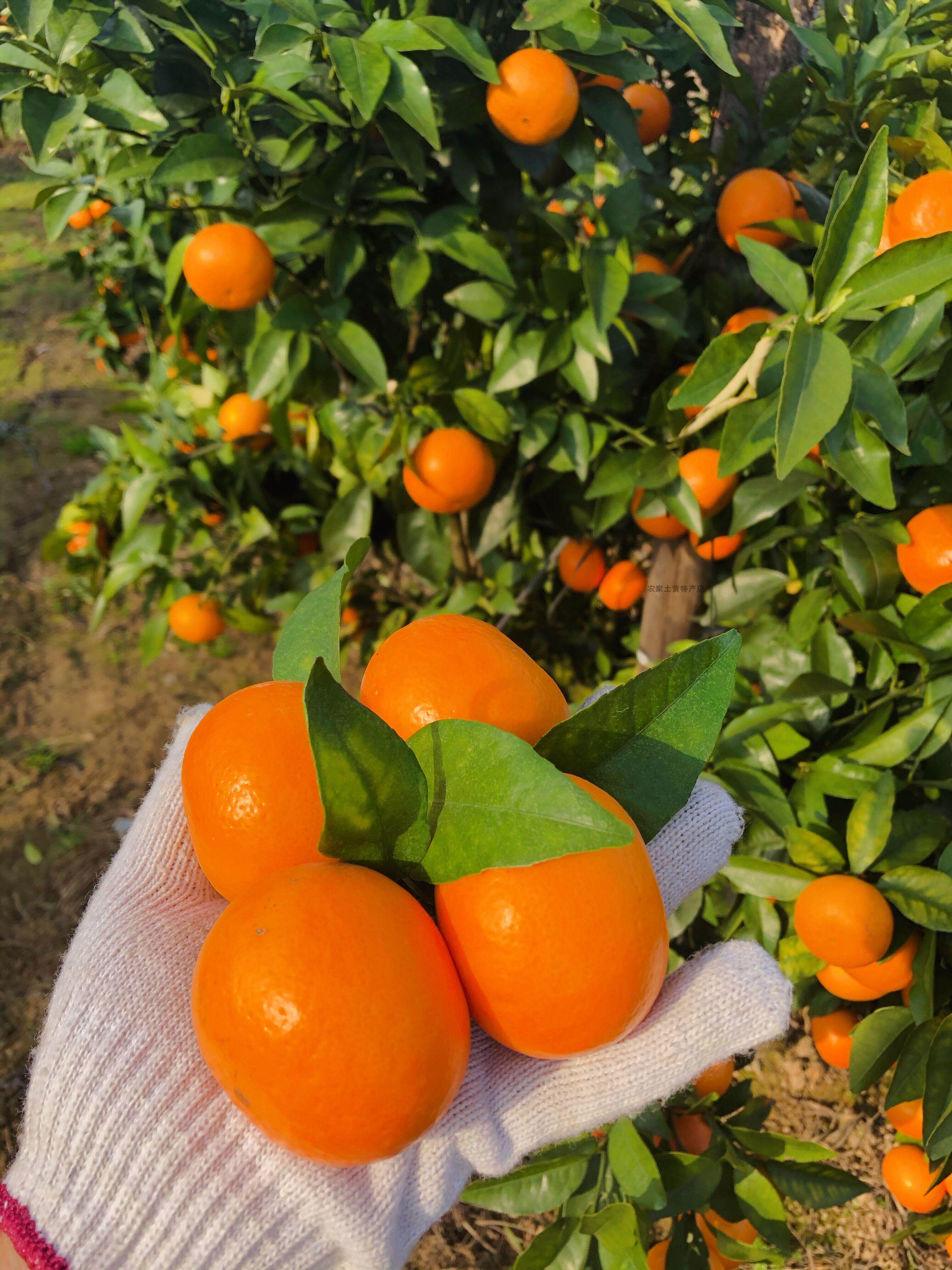 柑橘广西西沃橘子贵妃新鲜水果皇帝柑不打蜡桔子