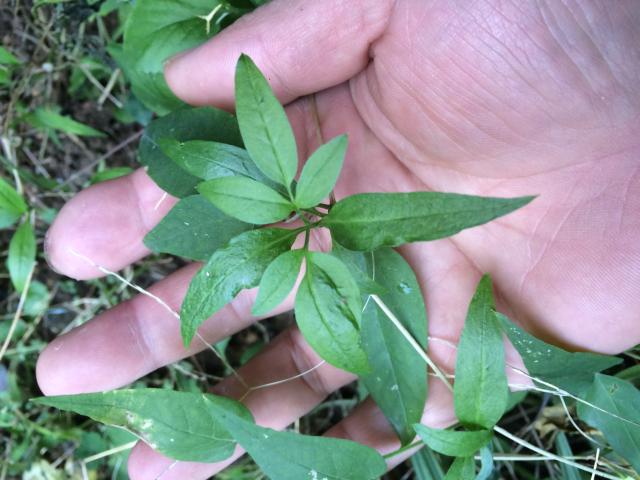 铁线莲新鲜威灵浙江吴兴河边湖州剪刀金剪刀温州绿植