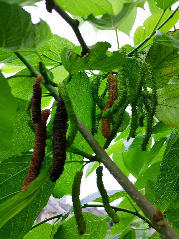 树苗果树桑椹桑树台湾长果桑果大叶庭院盆栽果树