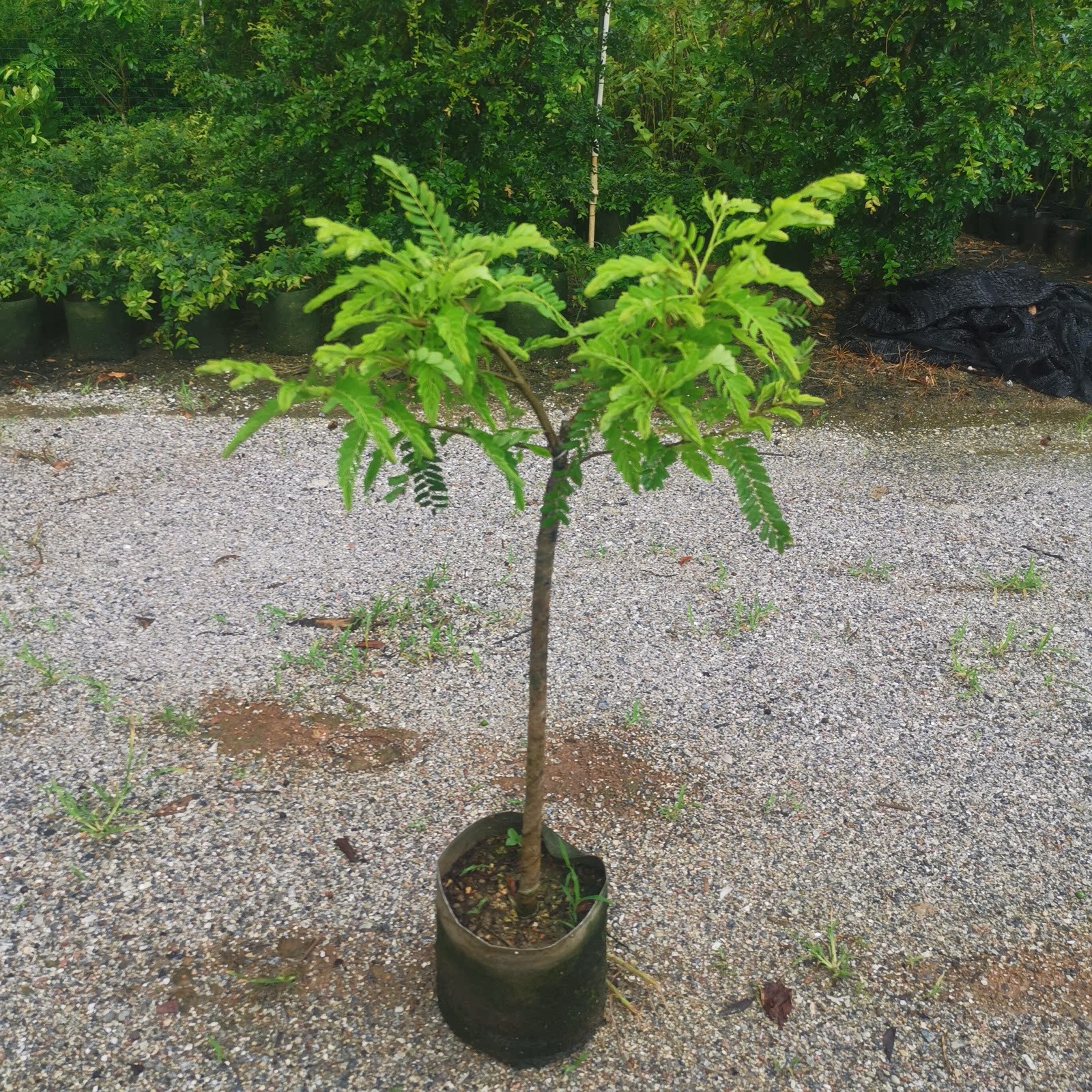 树苗油甘广东果苗余甘大粒嫁接甜油仔果耐寒果树