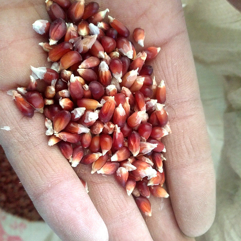 观赏水果草莓玉米种子可食用四季春季阳台甜糯家庭园艺种子