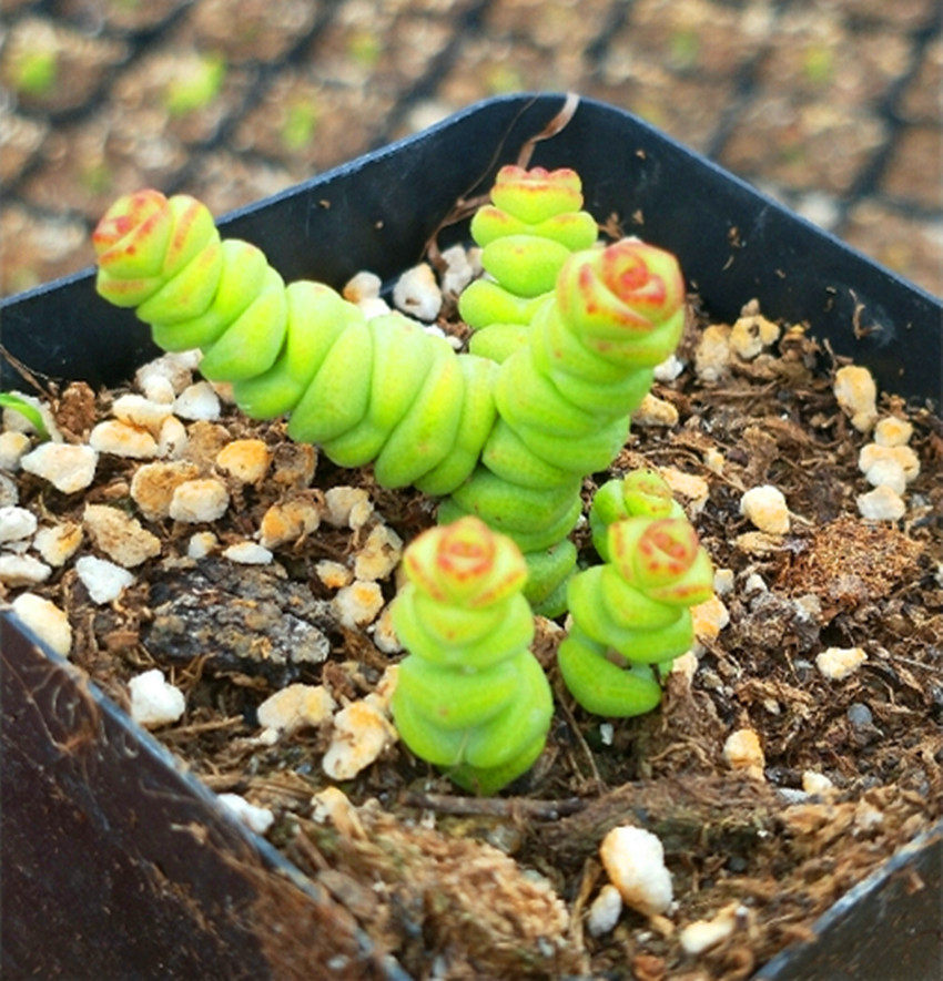 皓鲜肉馆迷你钱串景天萌物阳台多肉植物绿植多肉植物
