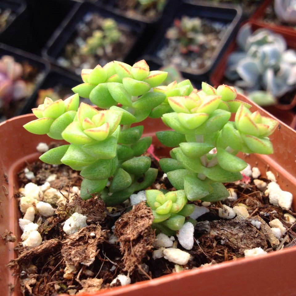 皓鲜肉馆小米米星多头景天天科锁龙阳台多肉多肉植物