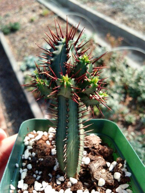 盆栽皓鲜肉馆红刺麒麟奇趣阳台多肉植物迷你多肉植物