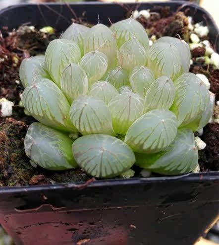 多肉植物紫玉玉露通透十二系列净化空气防辐射花卉多肉植物