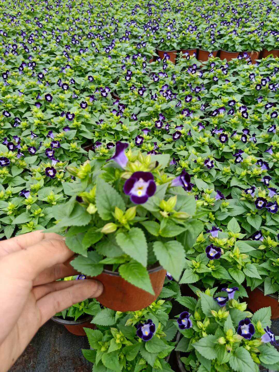 夏瑾盆栽花苗带花发货阳台室外花卉耐热花期时令草本花卉