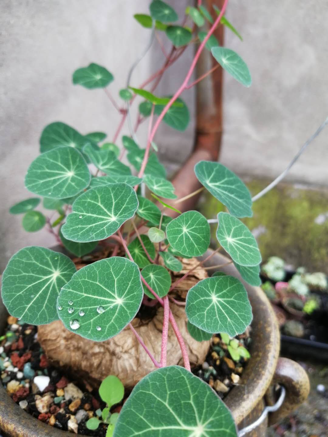 多肉植物团购不包邮 野生紫藤小叶地不容精品招财龟山乌龟金不换