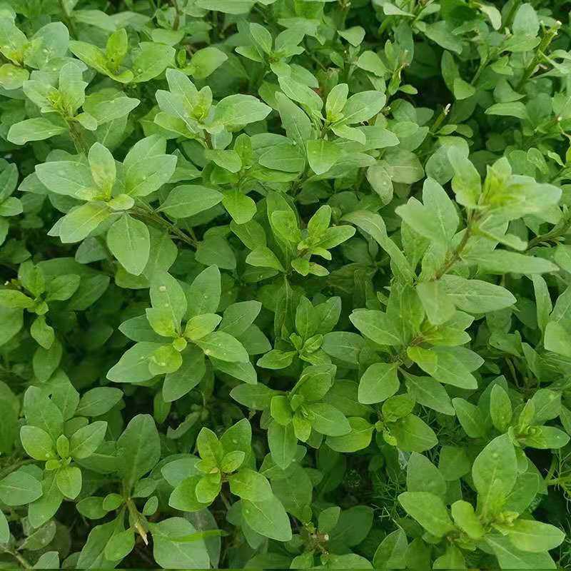 枸杞野菜芽尖现发药用野生纯野叶新鲜枝现头茬叶菜类