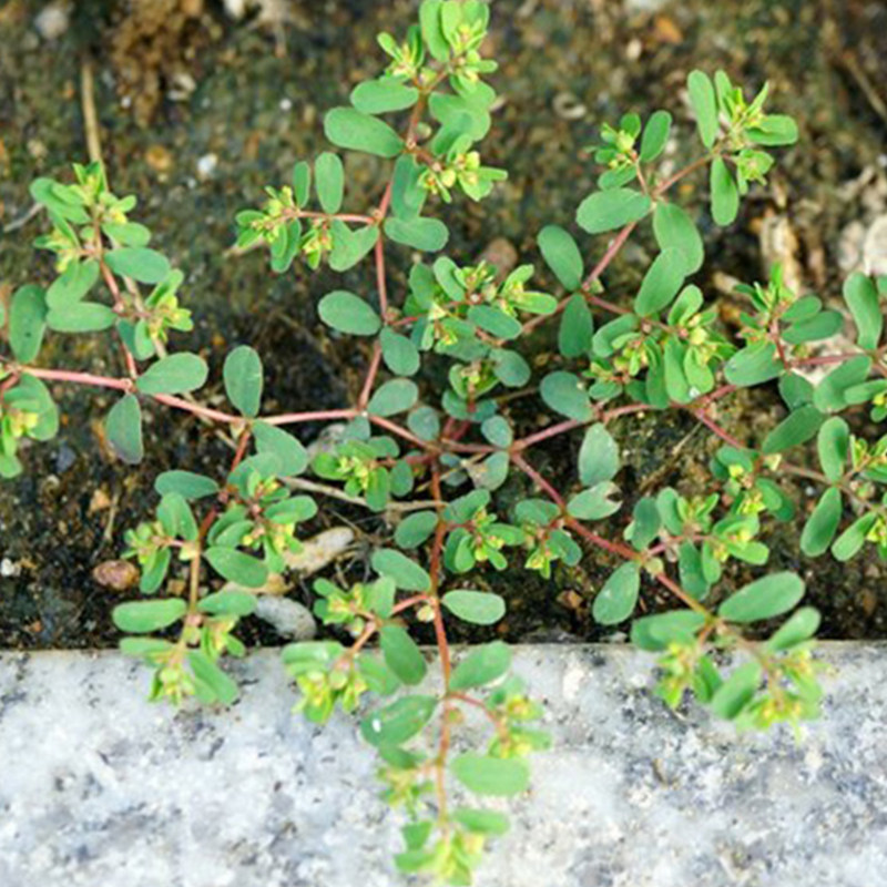 地锦新鲜中药材现挖农家野生血见山东省奶浆草整棵其它