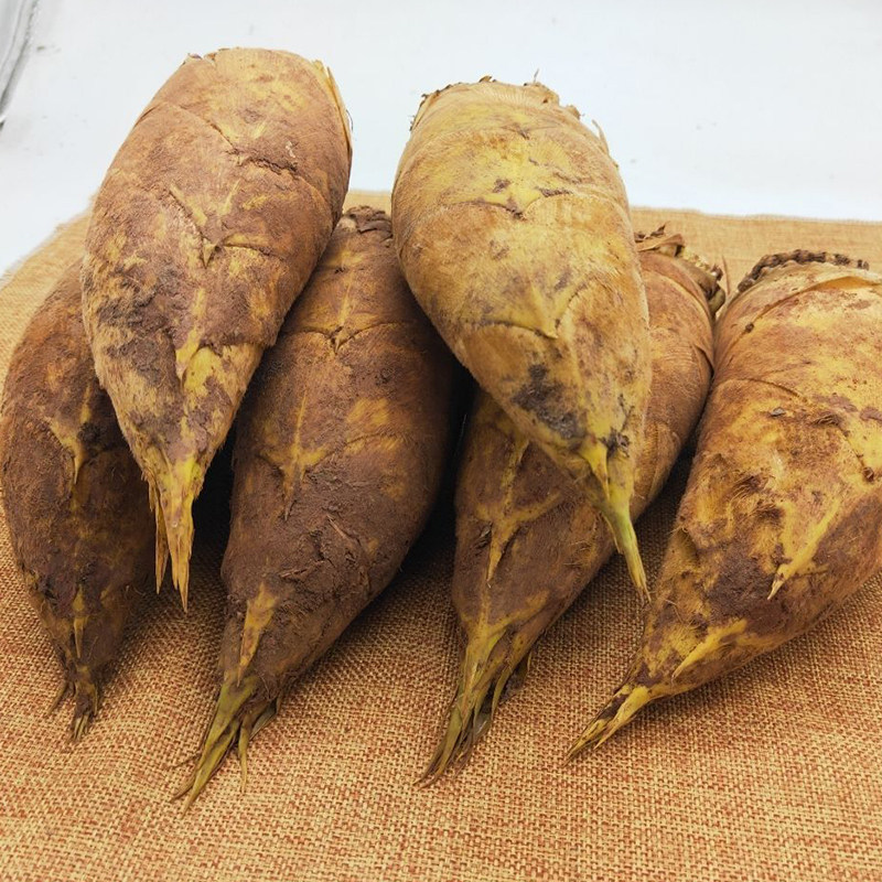 冬笋新鲜现挖脆嫩鲜笋农家当季纯野野生黄泥笋类制品
