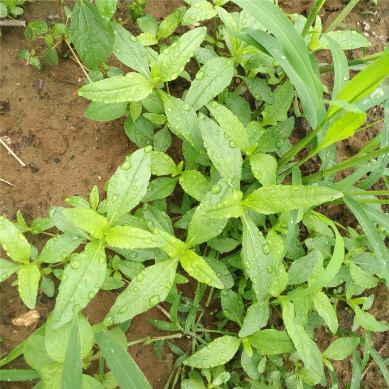 莲子草纯野生山东省旱莲草现挖旱农家鳢肠金陵其他药食同源食品