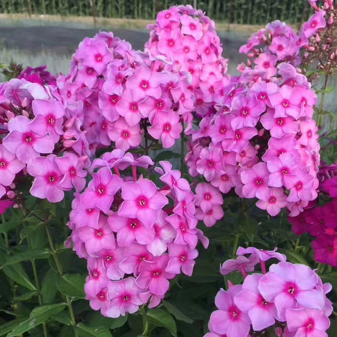 花苗福禄樱花四季易种景观园林阳台花海庭院时令草本花卉