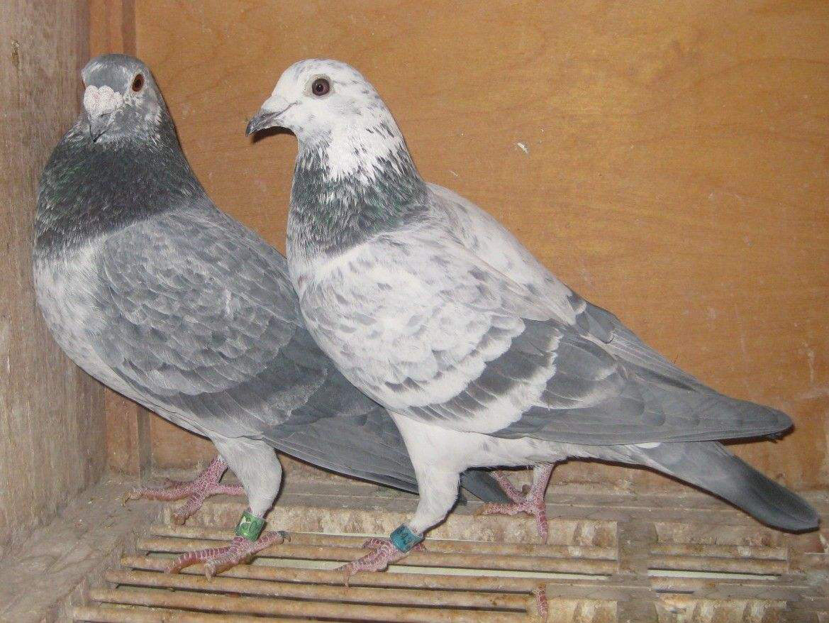 信鸽低价散养麒麟鸽子活体种鸽成年比赛幼鸽鸟