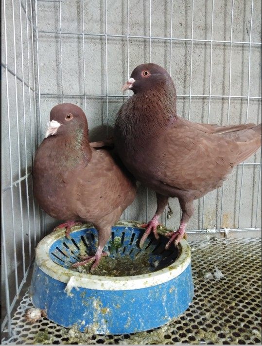 活体种鸽落地地王纯红卡奴鸽子特大公斤肉鸽鸟