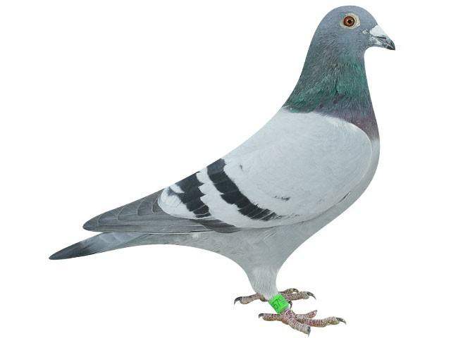 鸽子落鸟下蛋包下蛋原配低价鸽天活体归巢赛鸽鸟