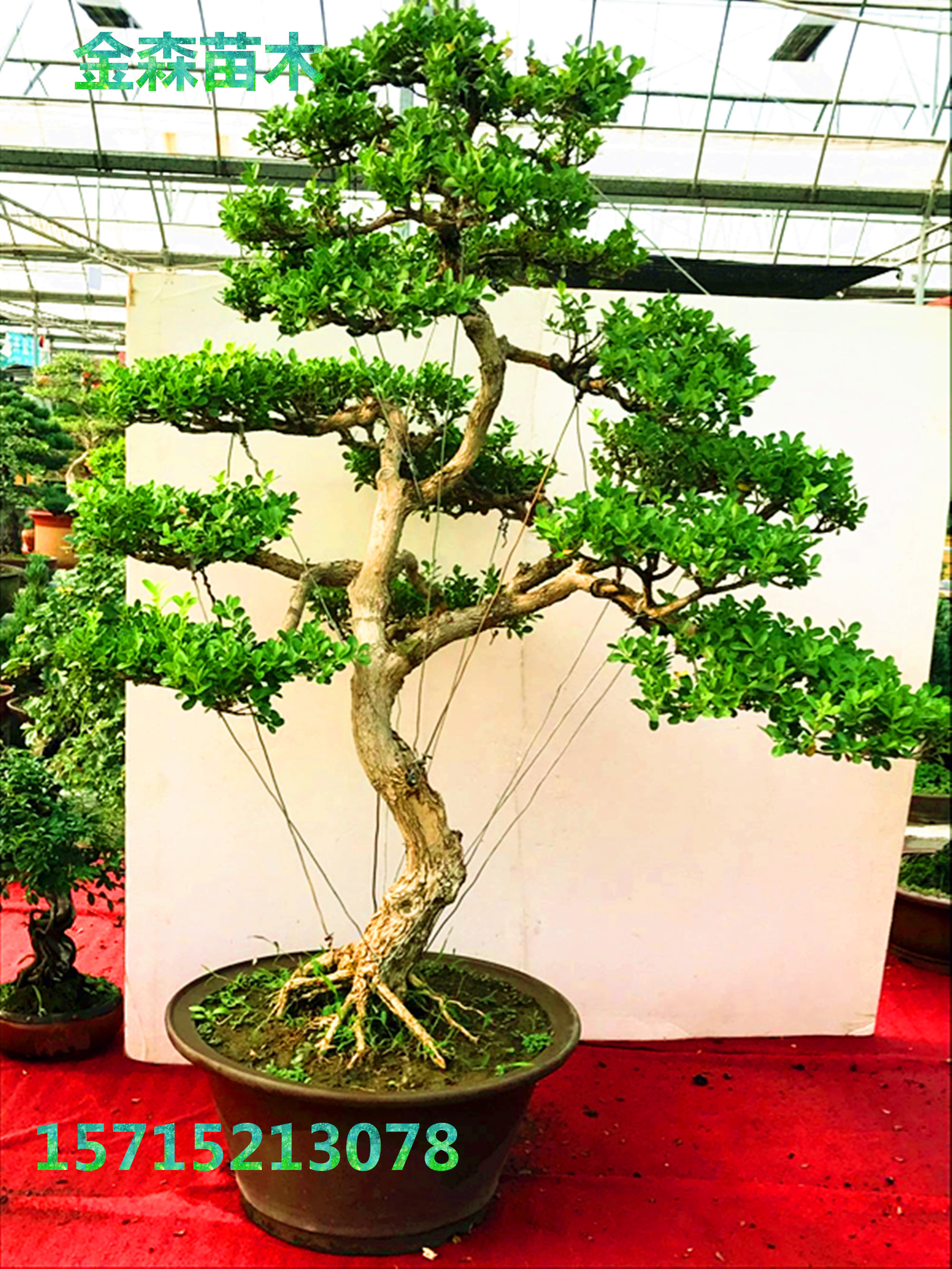 白皮瓜子黄杨盆景 老桩黄杨盆景 黄杨树桩下山桩 实物拍摄大型