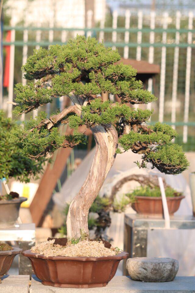 日本本系鱼川真柏精品舍利文人造型别墅庭院大型绿植