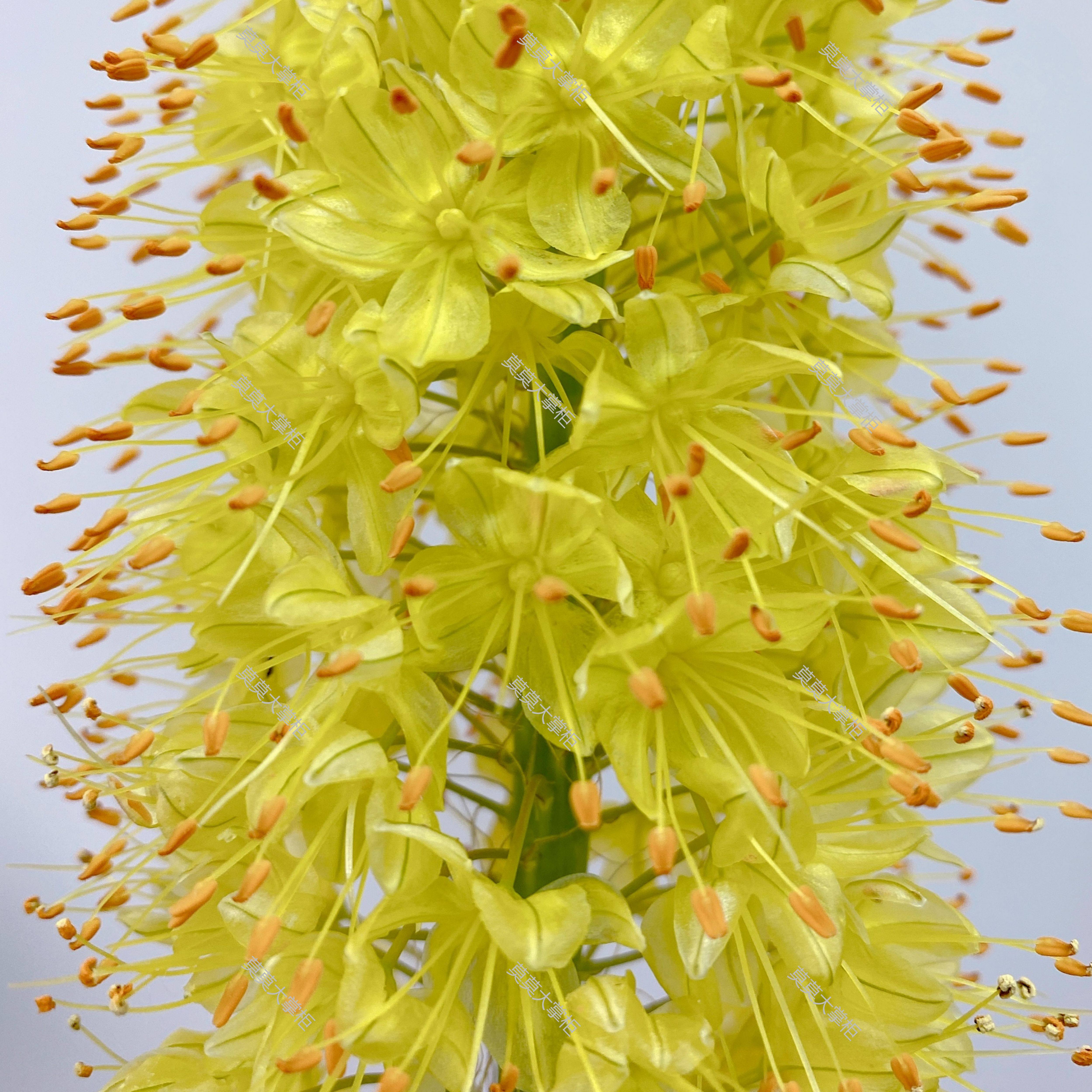 狐尾百合荷兰进口农场精选直采室内鲜切绿植顺丰花材