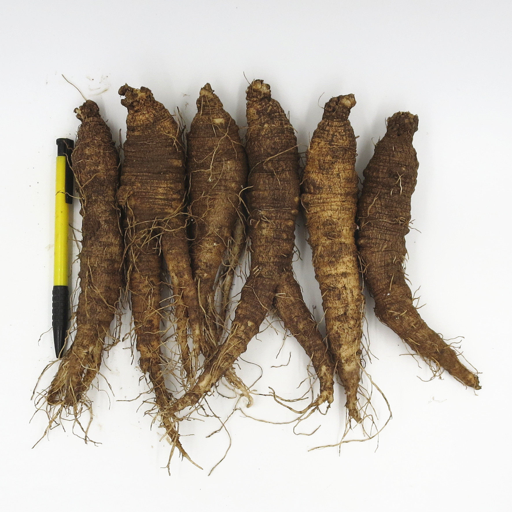 沙参500g新鲜带土北沙东北长白山野生轮叶党参北沙参