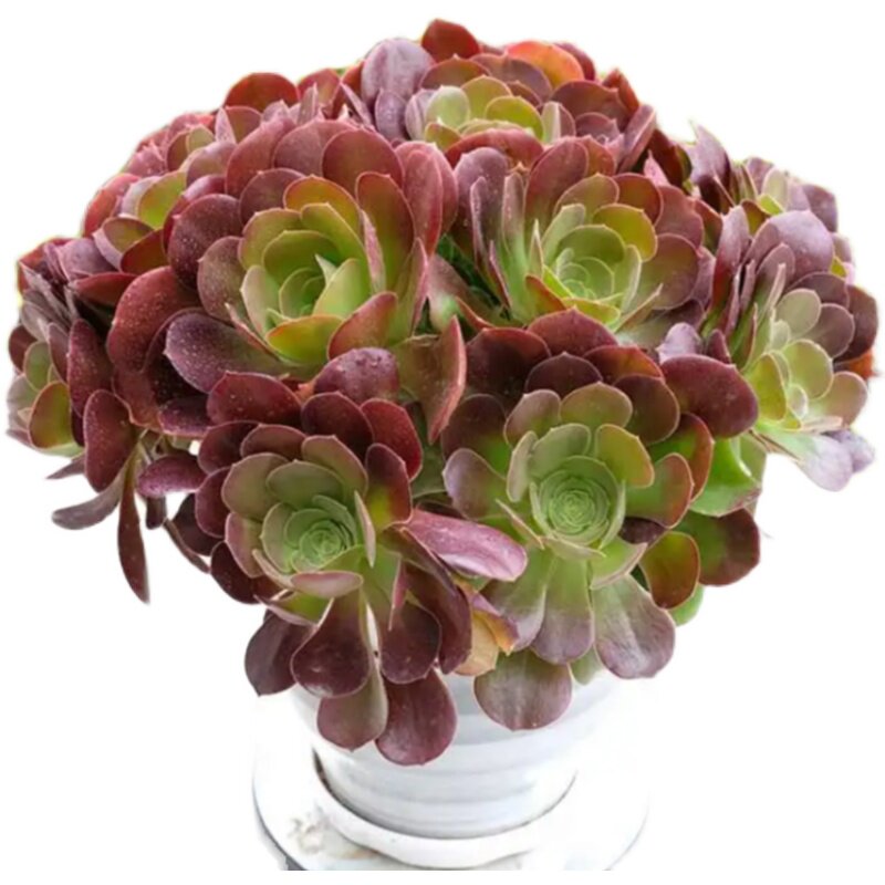 法师多肉植物老桩欧紫万圣节铜壶羊绒多头手捧多肉植物