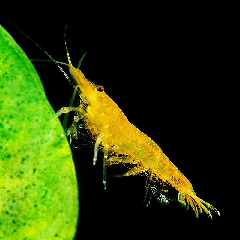 金背黄金米虾 台湾进口除藻虾 观赏宠物虾 十只