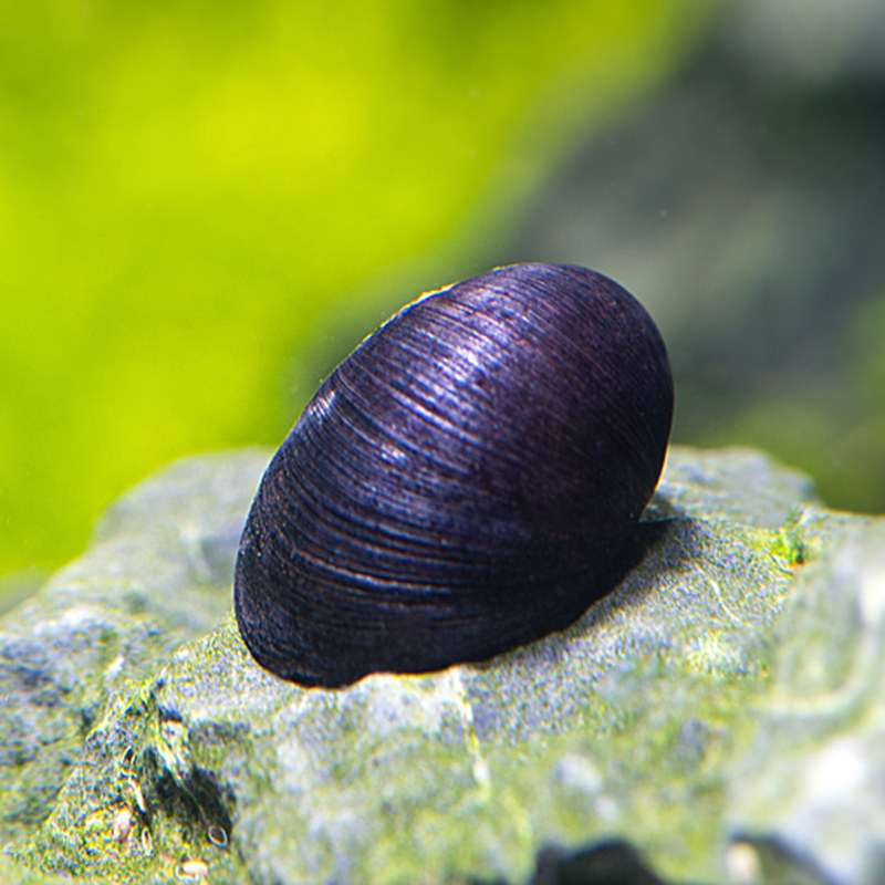 黑金刚螺 观赏螺 除藻螺 军帽螺 工具螺 大号