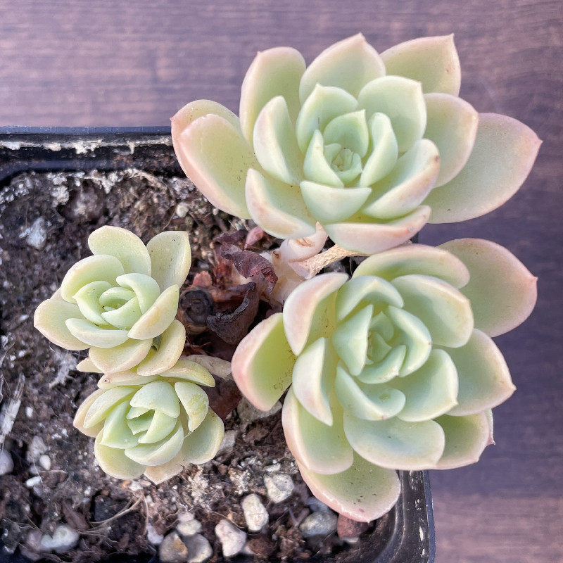 盆栽哈密瓜多肉组合一物一拍杂交新品可带发货多肉植物