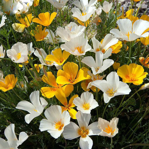 种子花菱草春秋播种多年生耐寒花种绿化花籽庭院家庭园艺种子