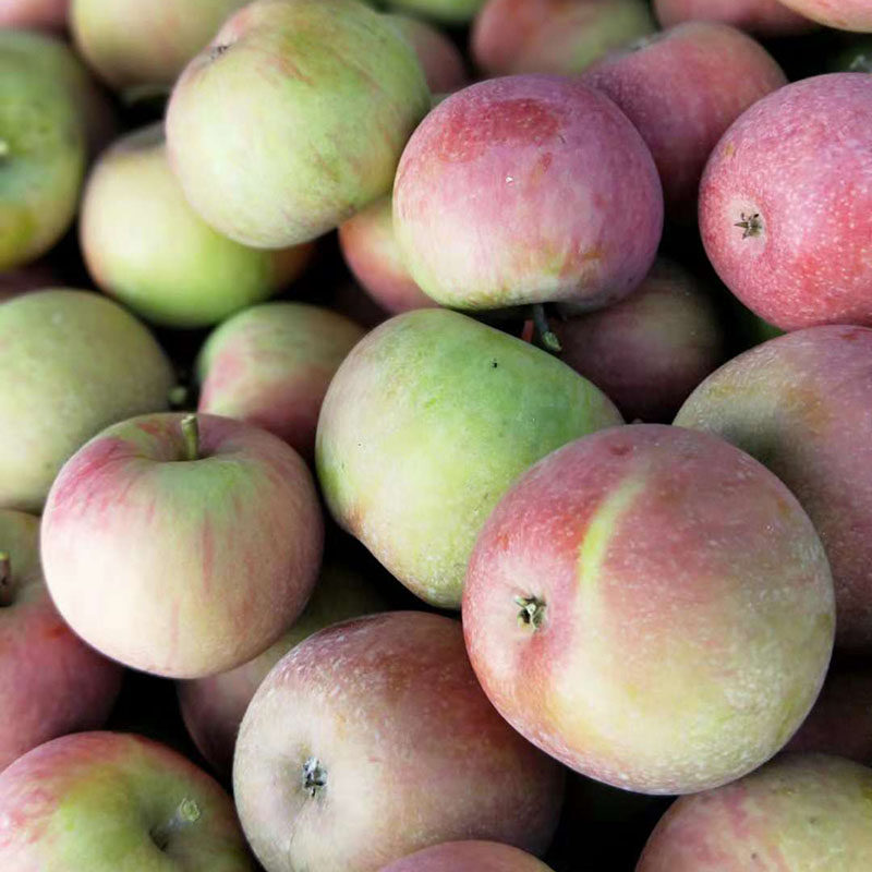 正宗山东五莲小国光苹果老树国光绿色新鲜水果酸甜苹果5斤包邮