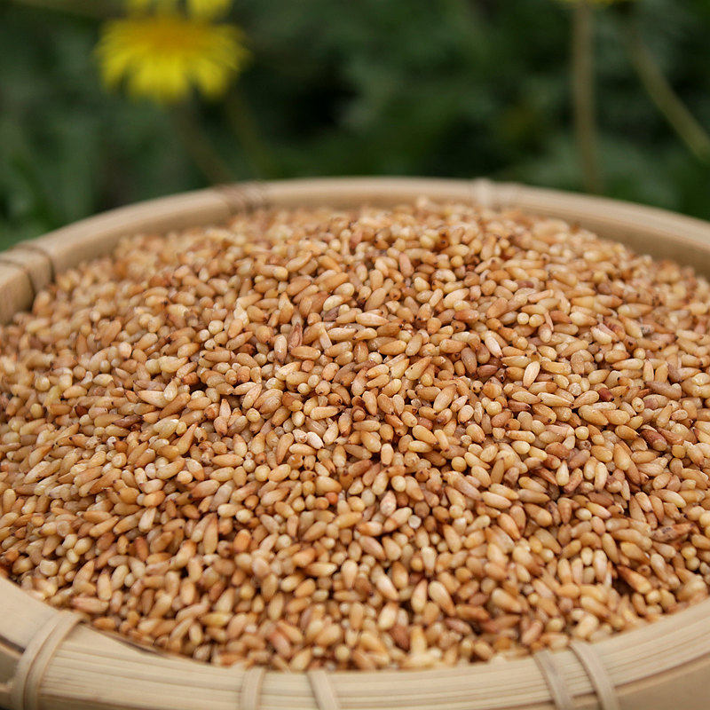 箐山 柏子仁干净饱满油性足250克泡茶 中药材柏子仁 正品 柏籽仁 - 爱