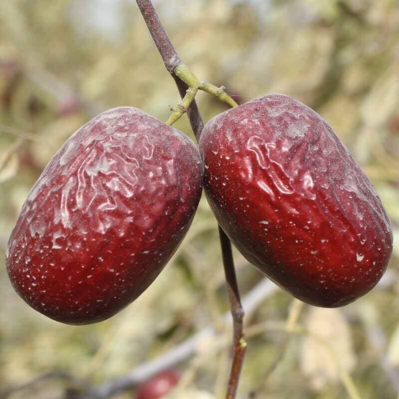 红枣新疆灰枣2020年新枣红枣若羌特级灰枣原生态吊干红枣新疆特产