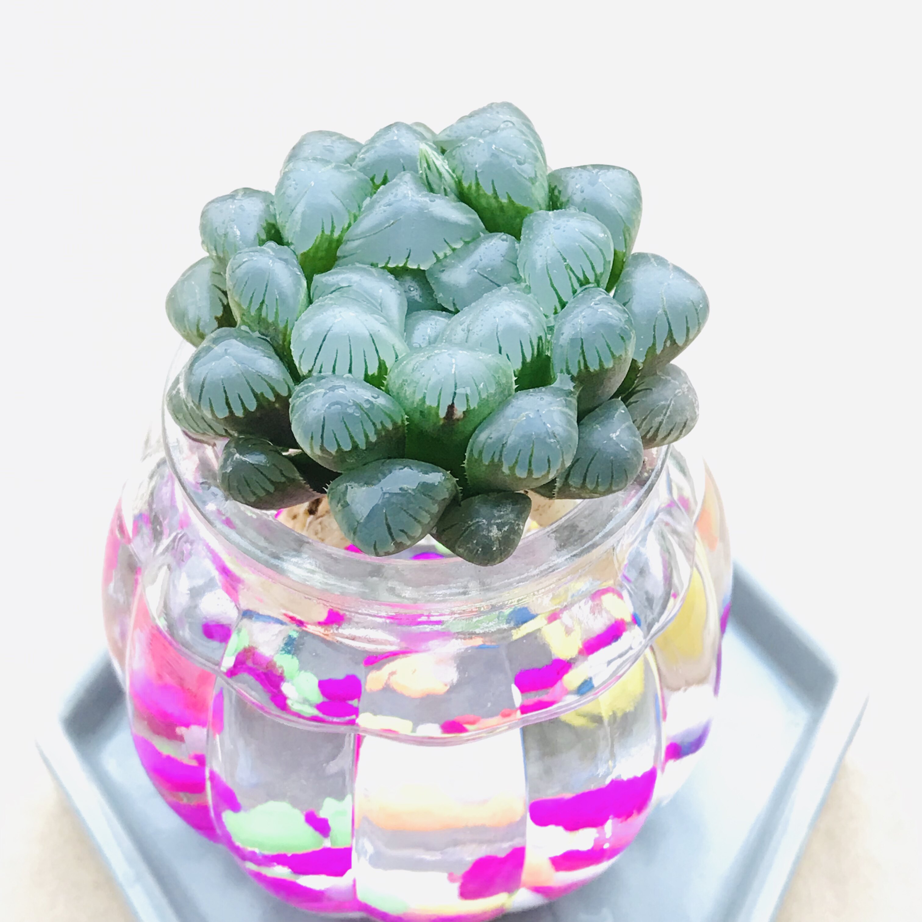 姬玉露雪之礼宝草锦十二卷属寿玉露室内多肉植物组合小盆栽办公室