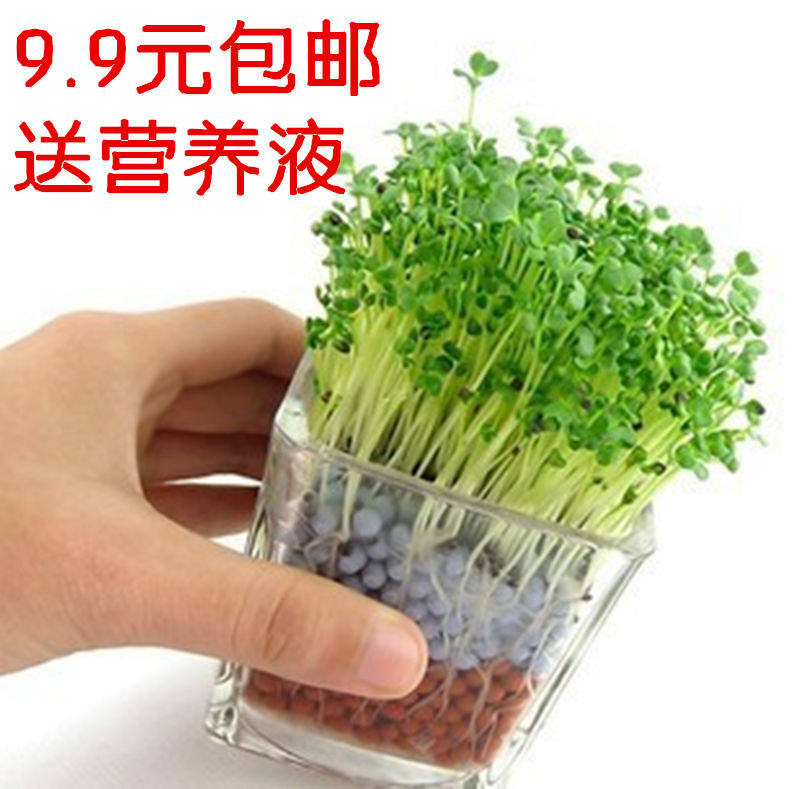 室内迷你陶碳负离子植栽心形草种种子创意办公室创意迷你植物