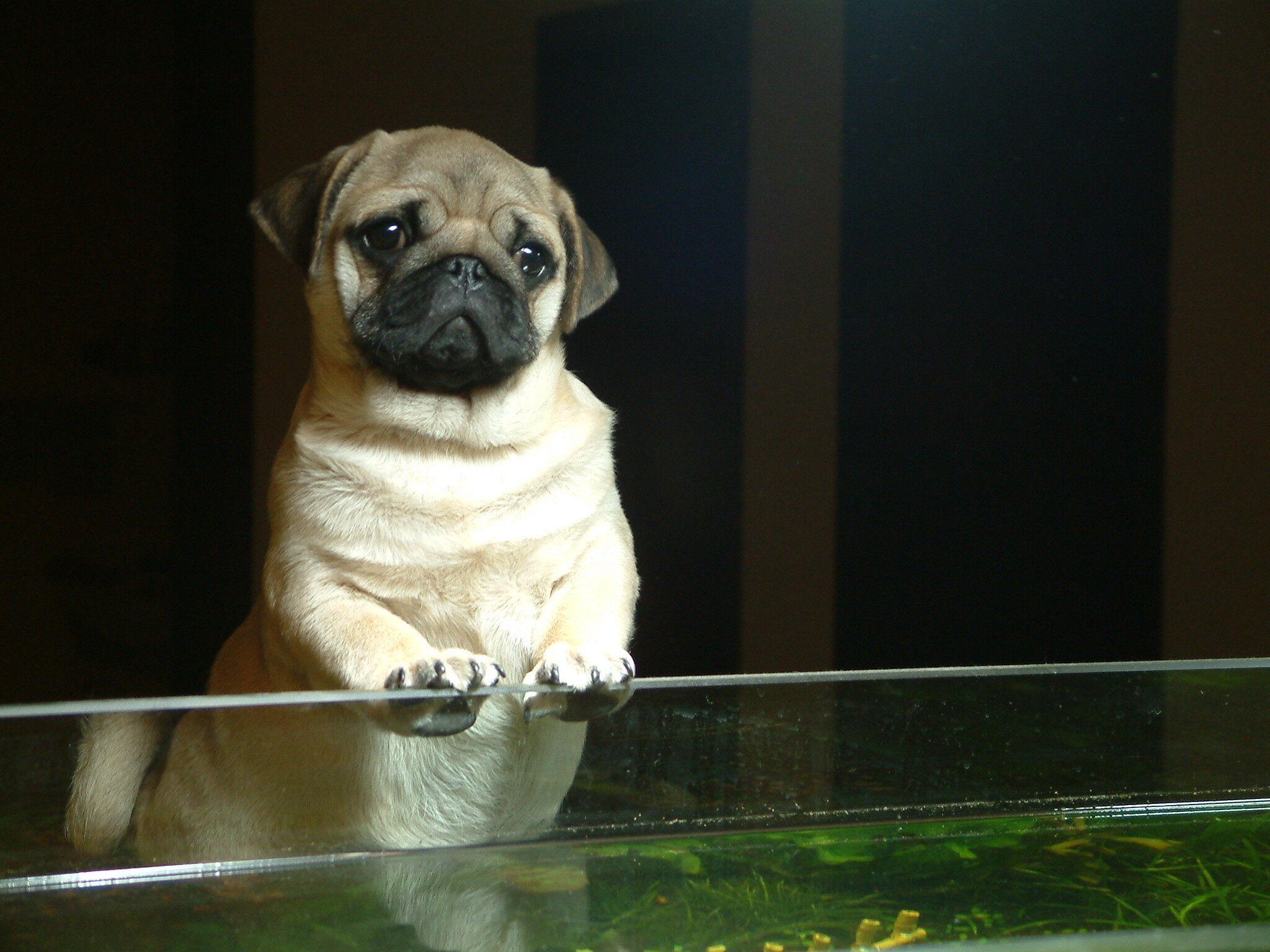 犬幼纯种巴哥狗狗八哥犬公均有支持支付宝宠物狗狗狗