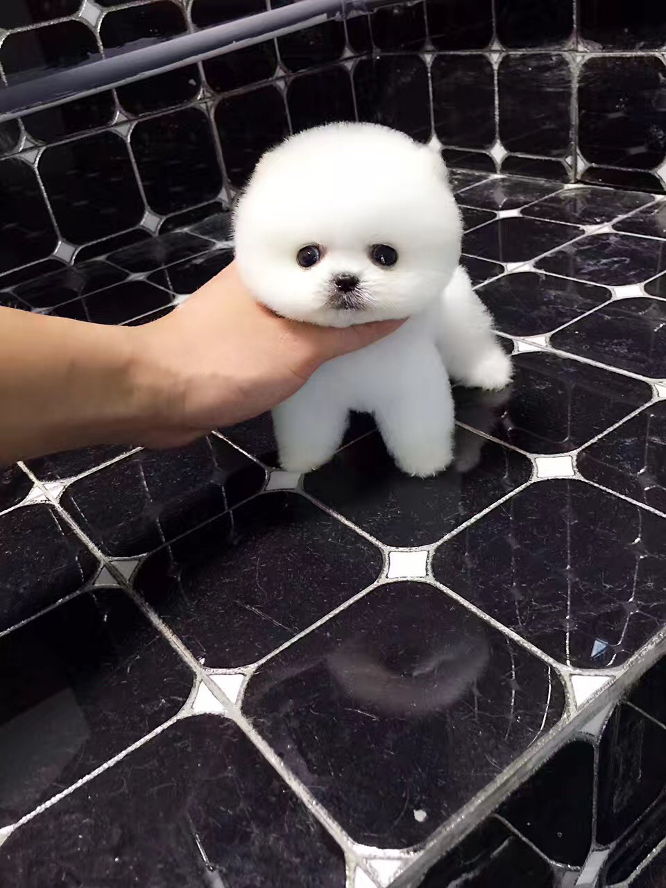 俊介犬活体幼犬纯种狗狗家养宠物狗白色博美俊介赛级小体精品纯白