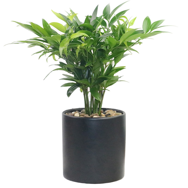 平安竹柏盆栽长寿花卉可水培绿植土室内常绿绿植