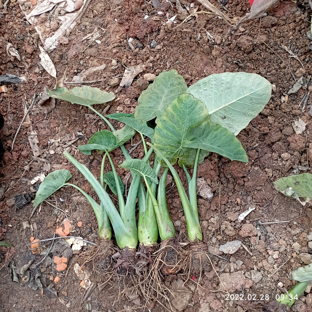 5棵装带根菜苗白芋苗食梗芋梗芋白叶芋蒙芋荷蔬菜绿植