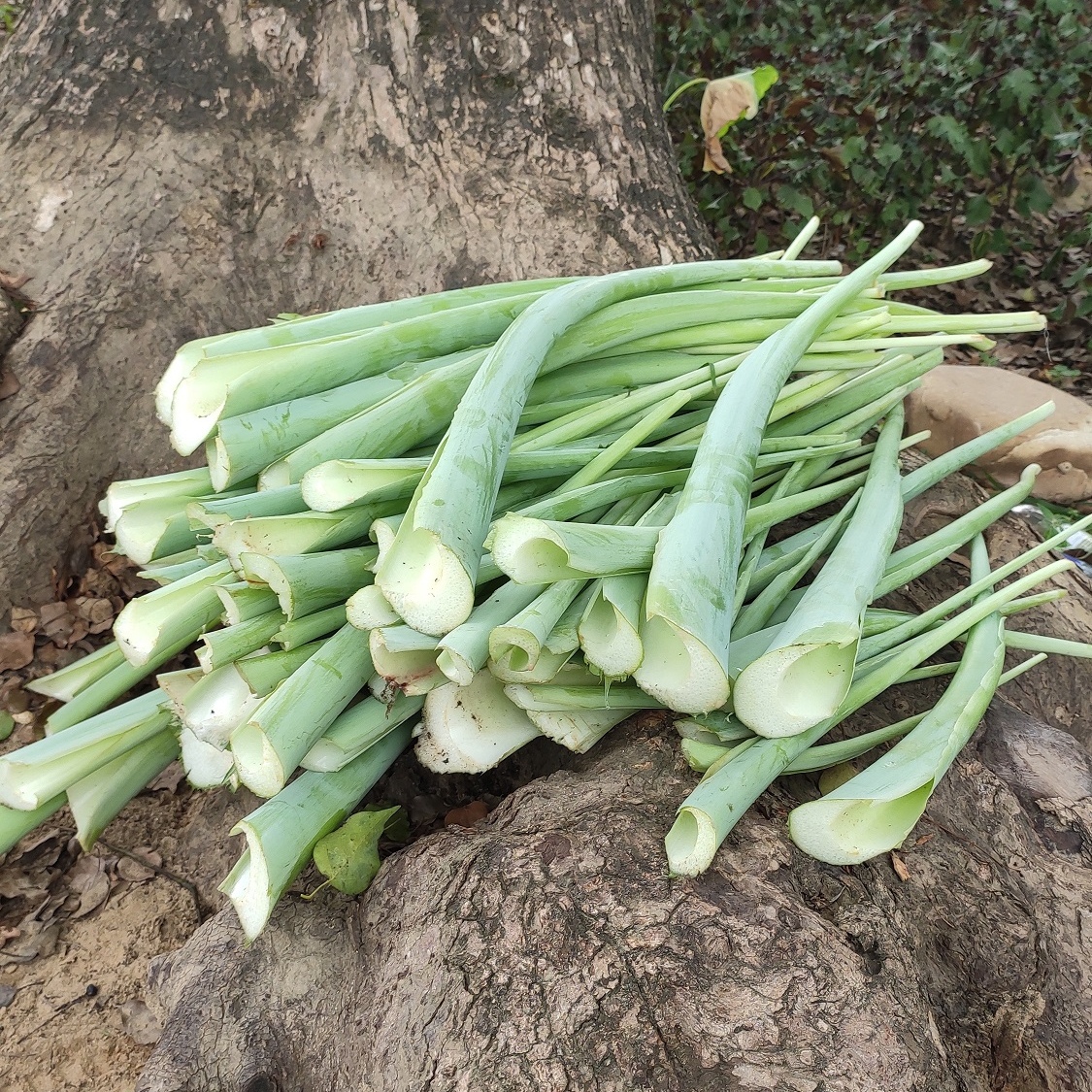 新鲜广菜蔬菜可生炒白芋梗芋蒙芋荷鸭子食用叶菜类