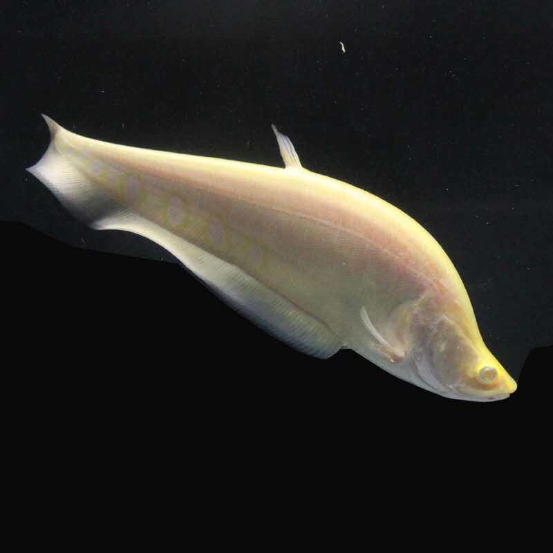 刀鱼七星白化金刀鱼热带中大型观赏淡水鱼龙鱼配鱼鱼