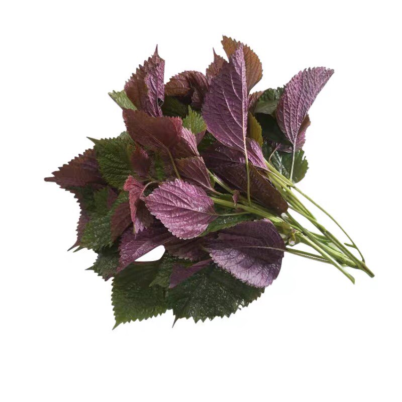 现摘紫苏叶新鲜食用香料鱼虾牛蛙去腥鲜食500g紫苏