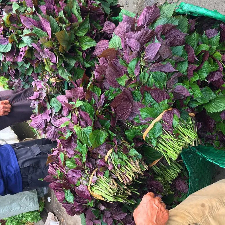 现摘紫苏叶新鲜食用香料鱼虾牛蛙去腥鲜食500g紫苏